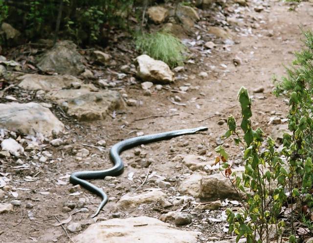 Black snake