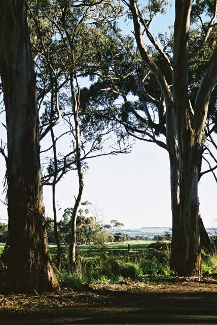 Cygnet River gum trees