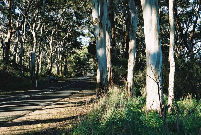 Cygnet River gum trees