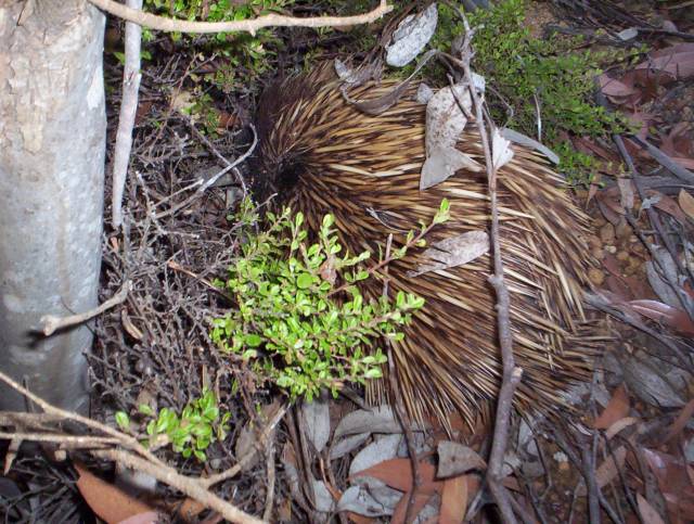 Echidna