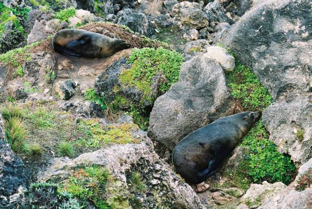 Seals