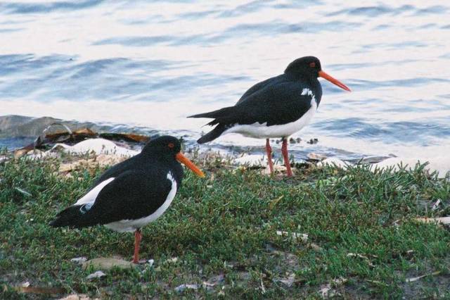 Pied Oystercatcher
