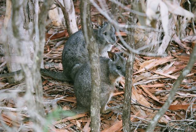 Tammar Wallabies