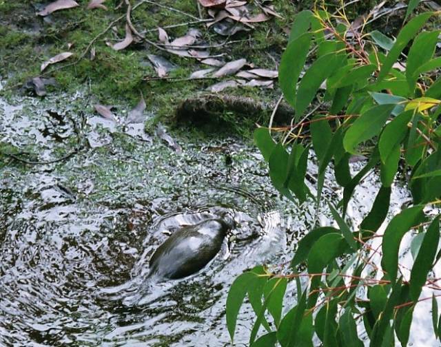Platypus