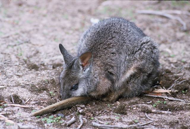 Tammar wallaby
