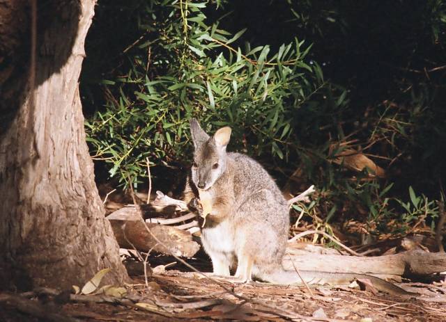 Tammar wallaby