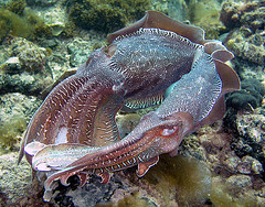 Giant cuttlefish mating