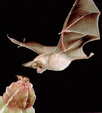 Bat photo