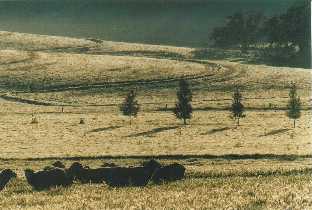 Introduced sheep, native redgums, and introduced pine trees, 
'Elysium', Armagh, Clare Valley, S. Australia