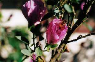 A bee on a Sturt Desert Rose (Gossypium sturtianum).  G.s. 
is an Australian native related to commercial cotton.
