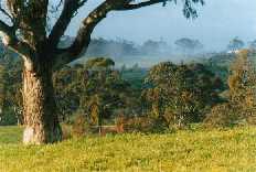 From the 'big hill', Elysium