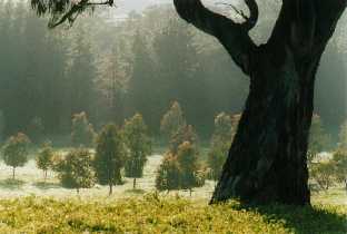 Eucalyptus leucoxylon in forground, E. camaldulensis in middle 
distance, introduced Pinus radiata in background. 
'Elysium', Armagh, in the Clare Valley of South Australia