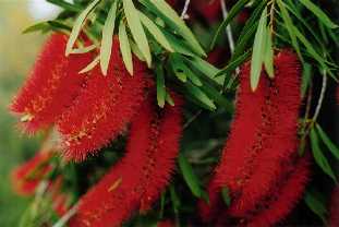 Callistemon, Crystal Brook, S. Australia