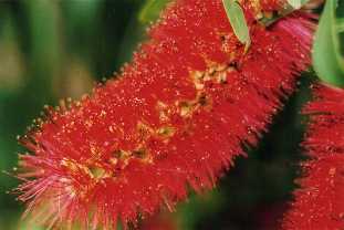 Callistemon, Crystal Brook, S. Australia