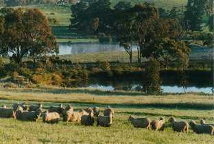 Sheep and dams