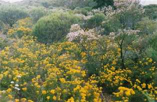 Wildflows near Eniaba, W. Australia