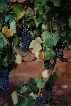 Shiraz grapes ready to pick, 'Elysium', Armagh, Clare Valley, 
S. Australia