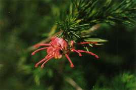 A native Australian Grevillea