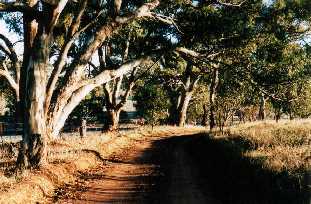 Early evening light
