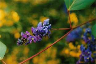 Hardenbergia violacia and Senna nemophila