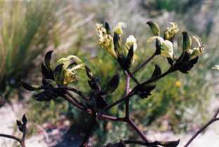 Kangaroo paw, W. Australia