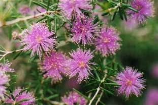 Melaleuca, Crystal Brook, S. Australia
