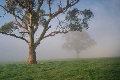 Misty trees