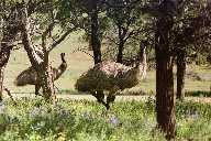 Very curious emus, Flinders Ranges, S. Australia