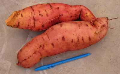 Sweet potato roots