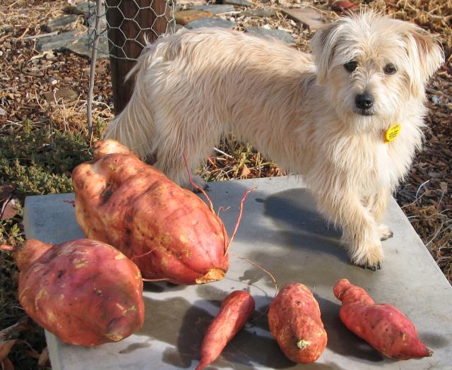 Sweet potato