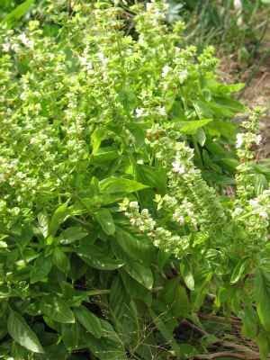 Basil