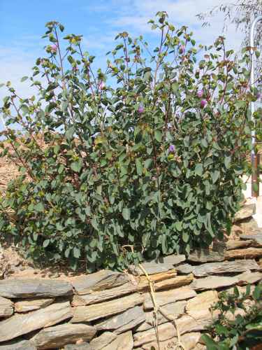 Sturt's desert rose