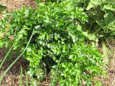 Parsley