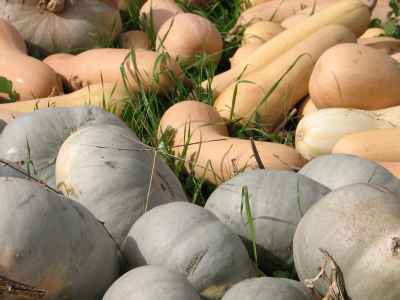 Pumpkins