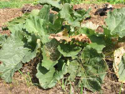 Rhubarb