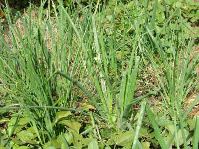 Tree onions