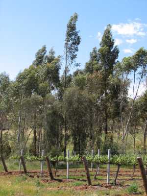 Tas. blue gum
