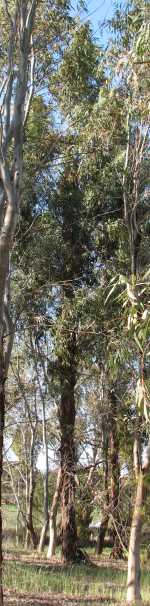Tas. blue gum