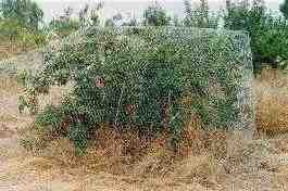 Apple tree in netting