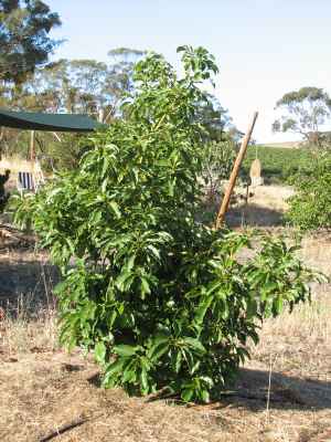 Avocado tree