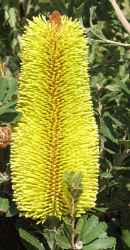 Banksia blossom