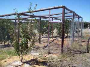 Bird cage