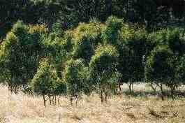 Self sown blue gums