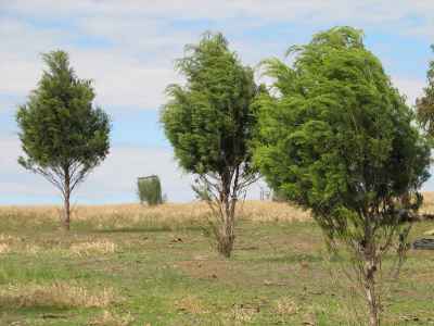 Native pine
