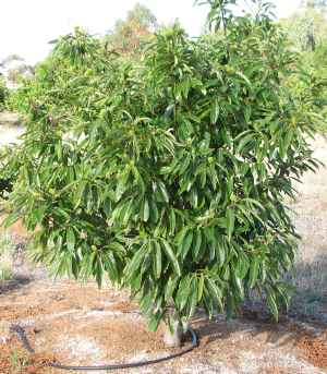 Chestnut tree