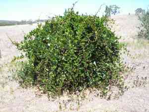 Black coral pea