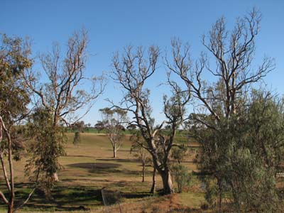 Dying gums