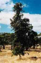Tea trees