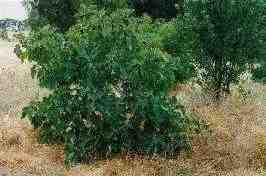 Fig tree