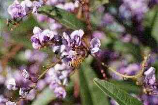 Hardenbergia violacea, violet